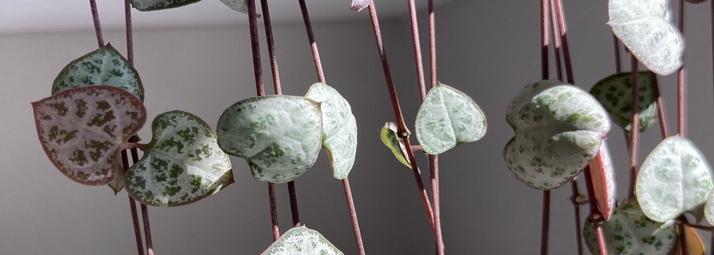 Close-up of String of Hearts cascading down.