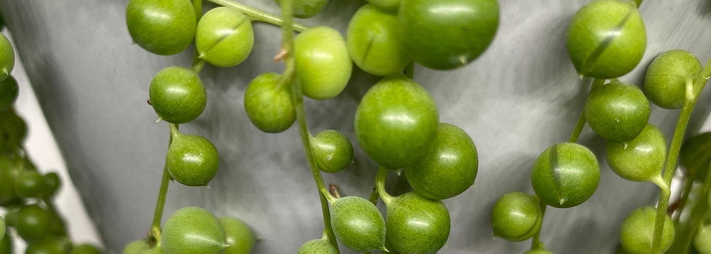 String of Pearls trailing down the side of grey plant pot.