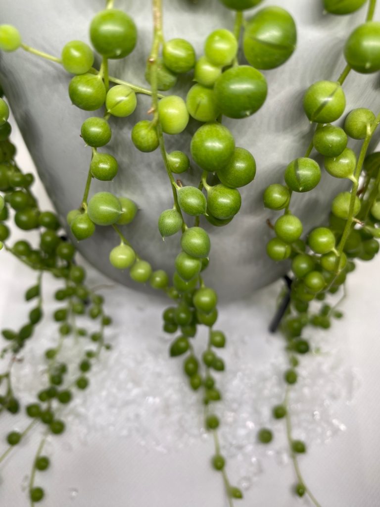 String of Pearls flowing down a grey planter.